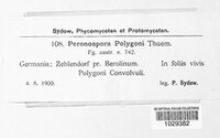 Peronospora polygoni image